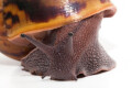Achatina achatina (GB) subadult 10 cm